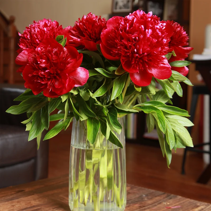 Pfingstrose Red Charm