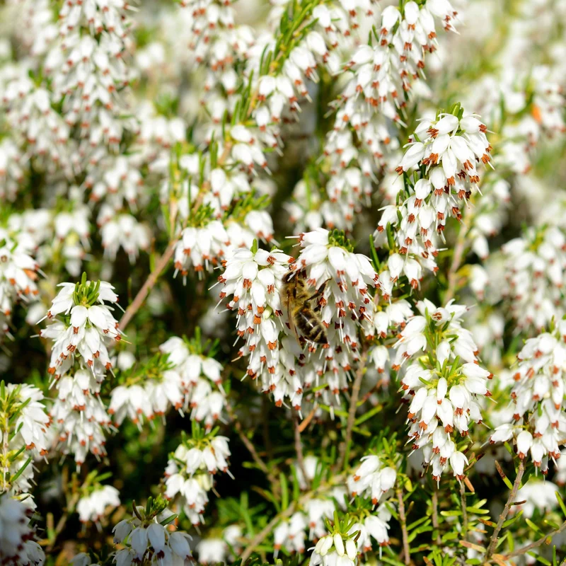 Winterheide und Christrose Mischung (x4)