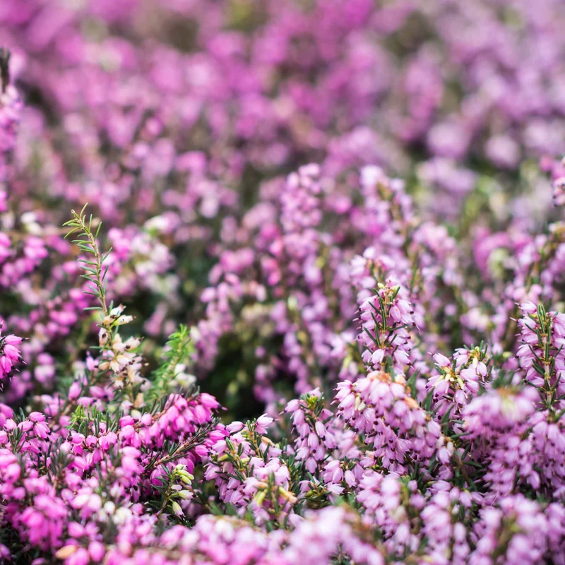 Winterheide und Christrose Mischung (x4)