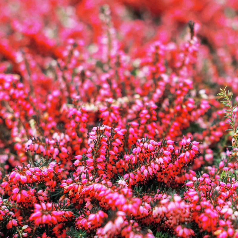 Winterheide und Christrose Mischung (x4)