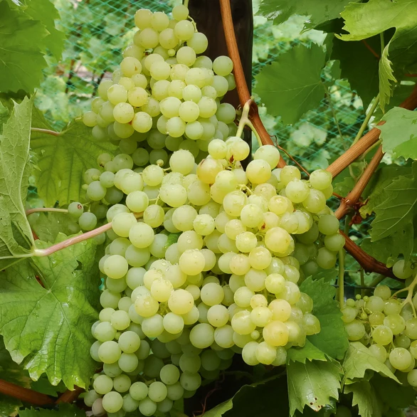 Weinrebe Exalta
