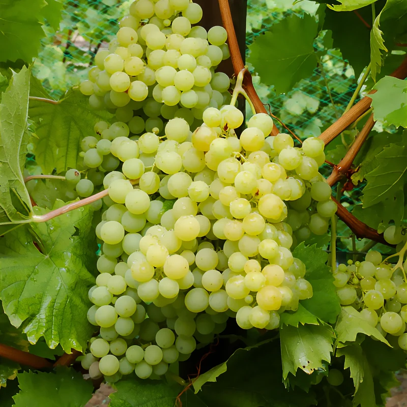 Weinrebe Exalta