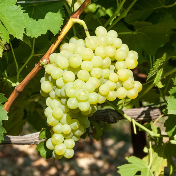 Weinrebe Exalta