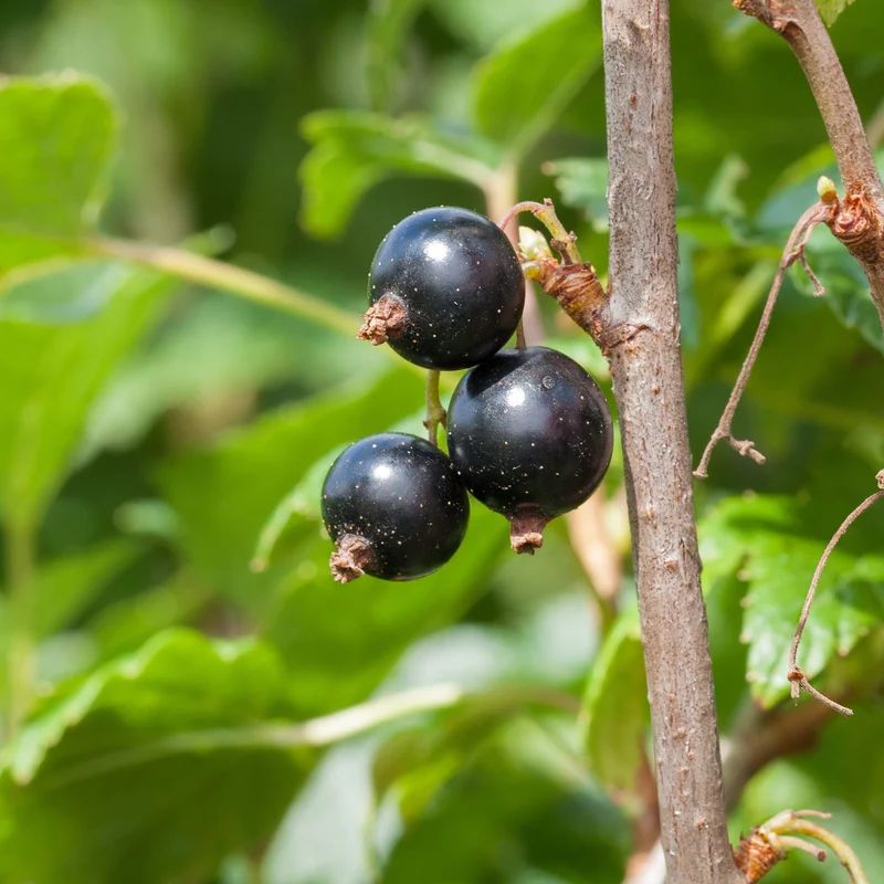 Schwarze Johannisbeere Andega