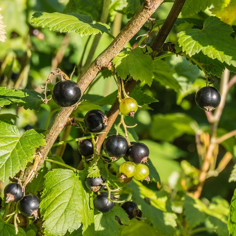 Schwarze Johannisbeere Andega
