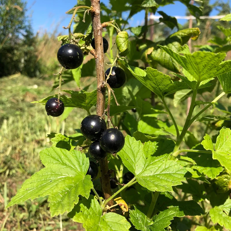 Schwarze Johannisbeere Andega