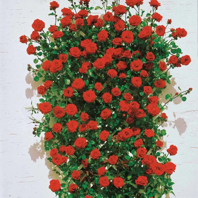 Kletterrose ‘Santana’®