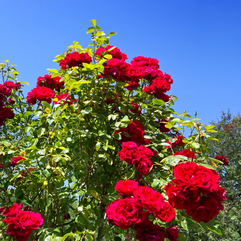 Kletterrose ‘Santana’®