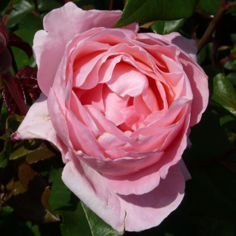 Rose Queen Elisabeth