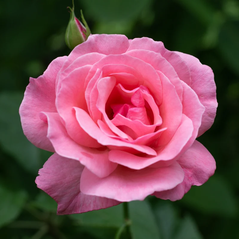 Rose Queen Elisabeth