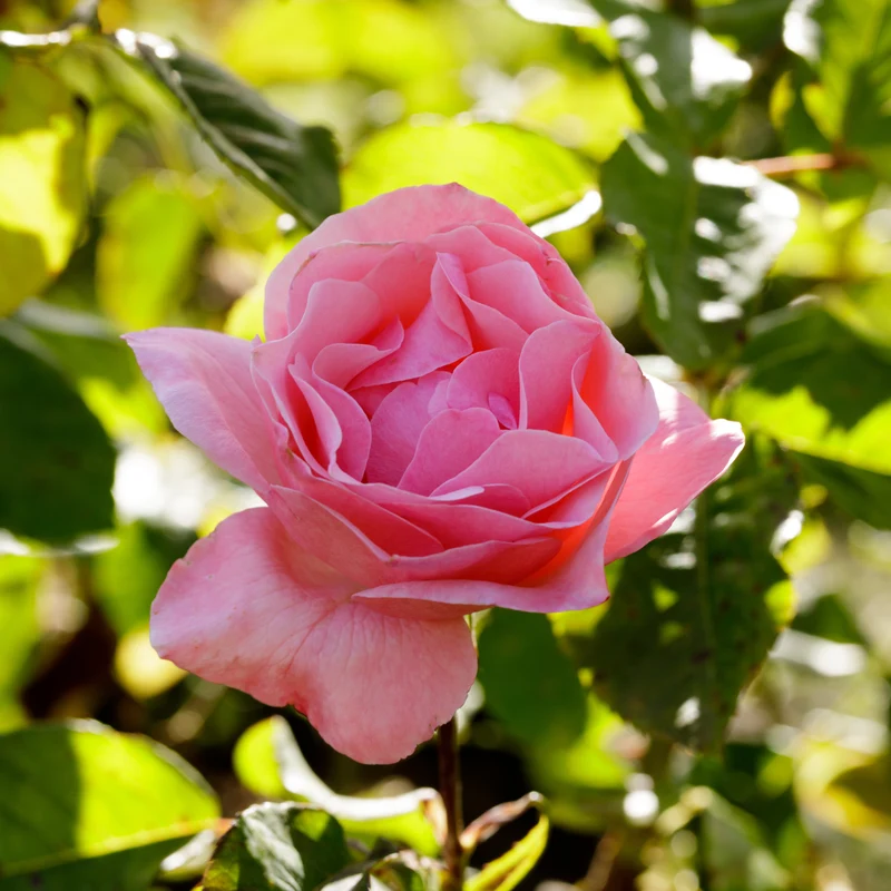 Rose Queen Elisabeth
