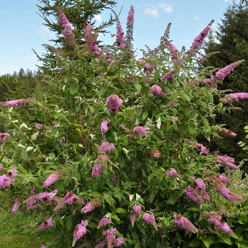 Sommerflieder Flower Power