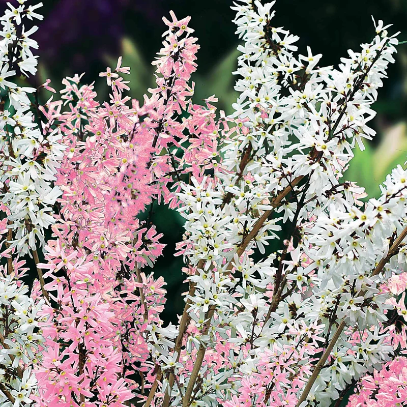 Forsythien weiß + rosa