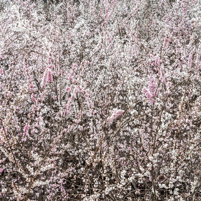 Forsythien weiß + rosa