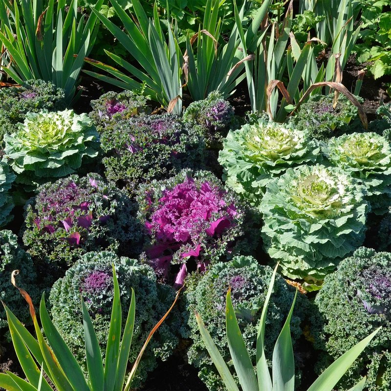 Zierkohl in Mischung (x3)