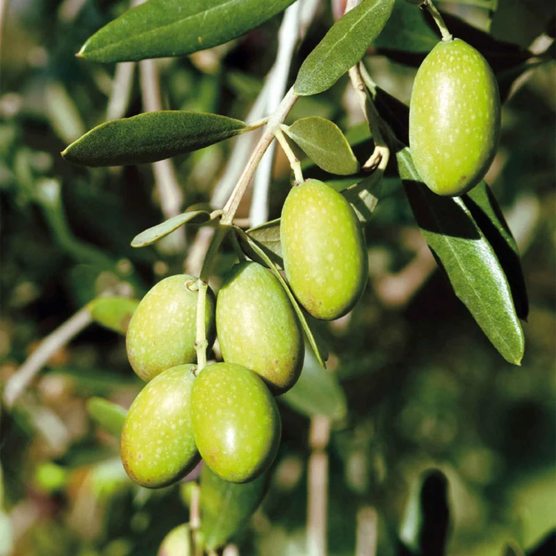 Olivenbaum auf Stamm
