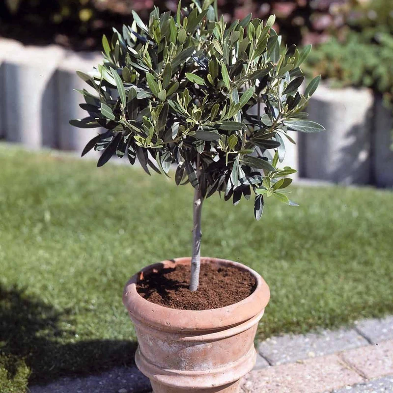 Olivenbaum auf Stamm