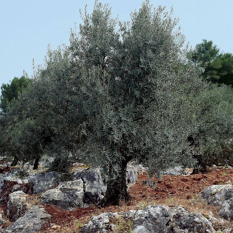 Olivenbaum auf Stamm