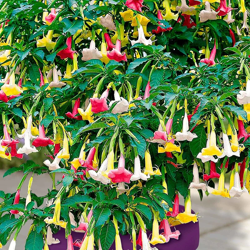 Engelstrompete 'Tricolor'