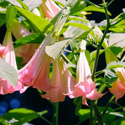 Engelstrompete 'Tricolor'