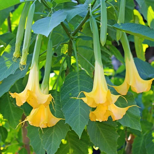 Engelstrompete 'Tricolor'