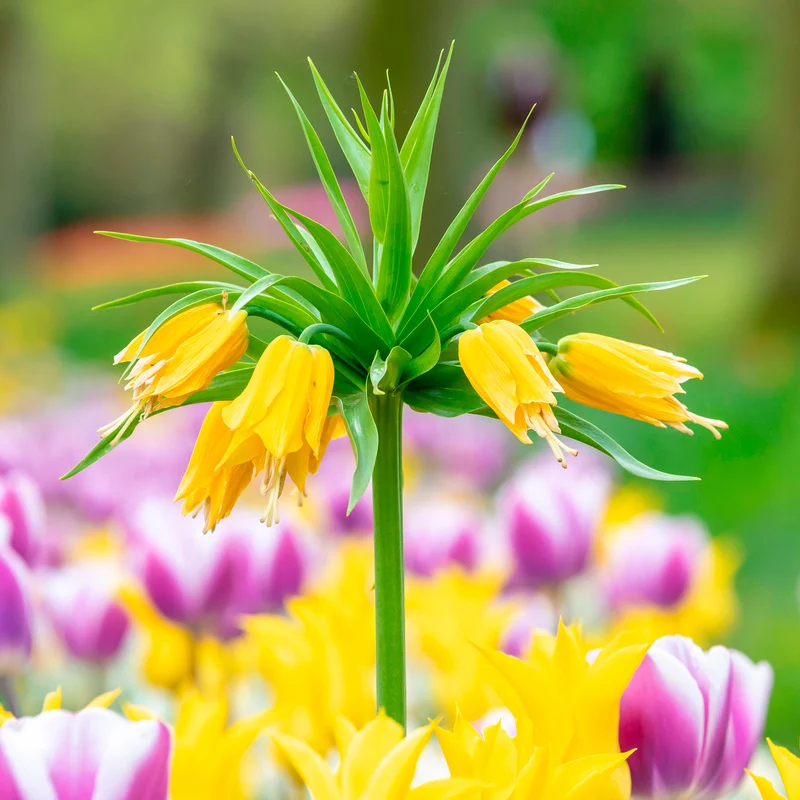 Kaiserkrone 'Lutea'