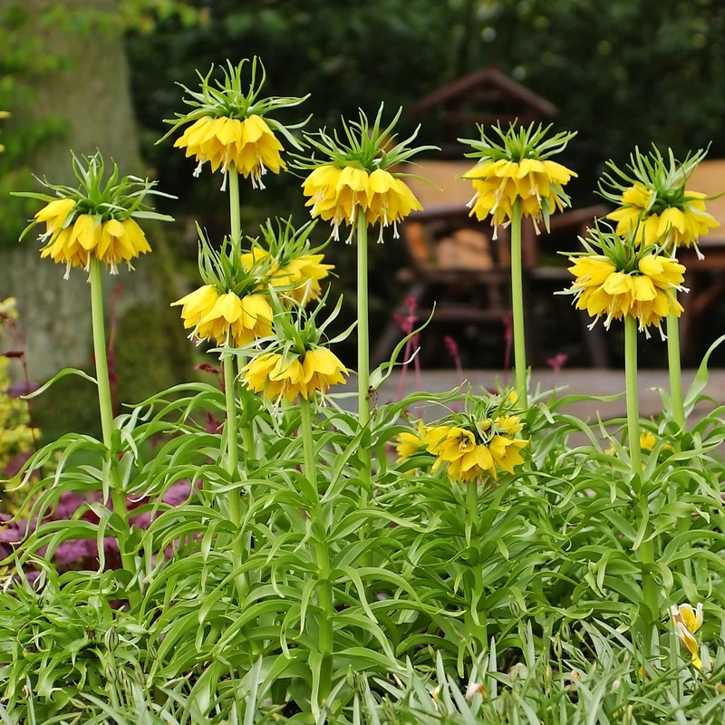Kaiserkrone 'Lutea'