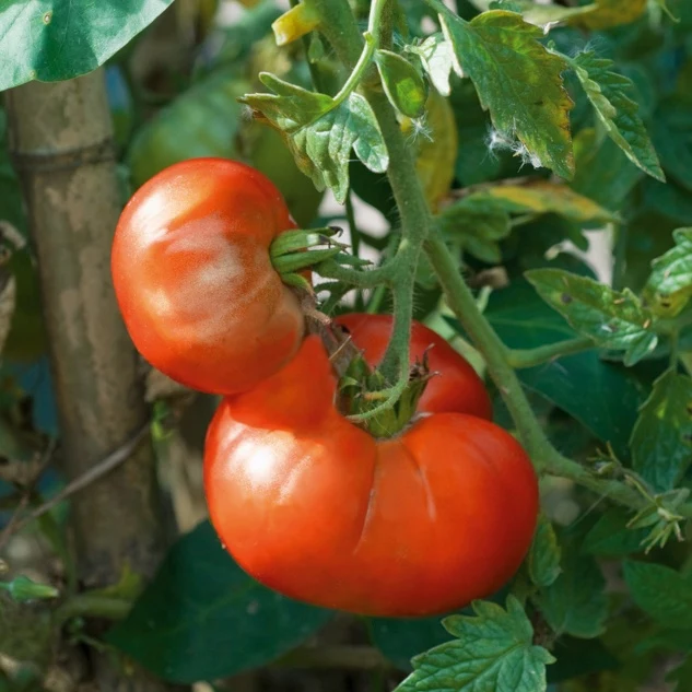 Tomatenpflanzen ‘Marmande’ (x3)