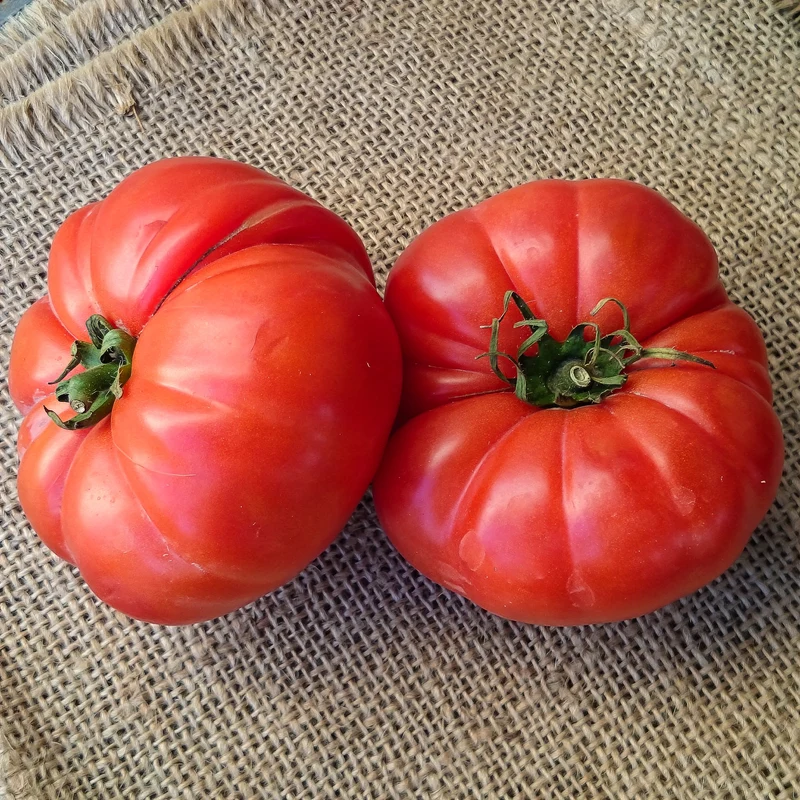 Tomatenpflanzen ‘Marmande’ (x3)