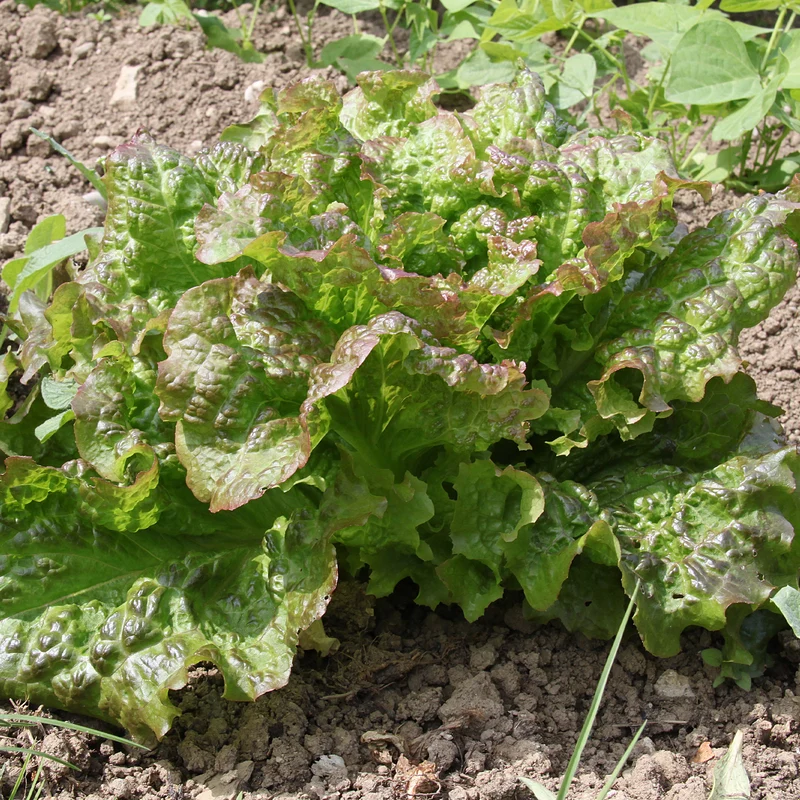 Kopfsalat De Trémont (Passion rosée)