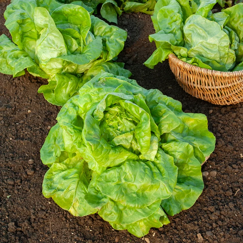 Kopfsalat Verpia