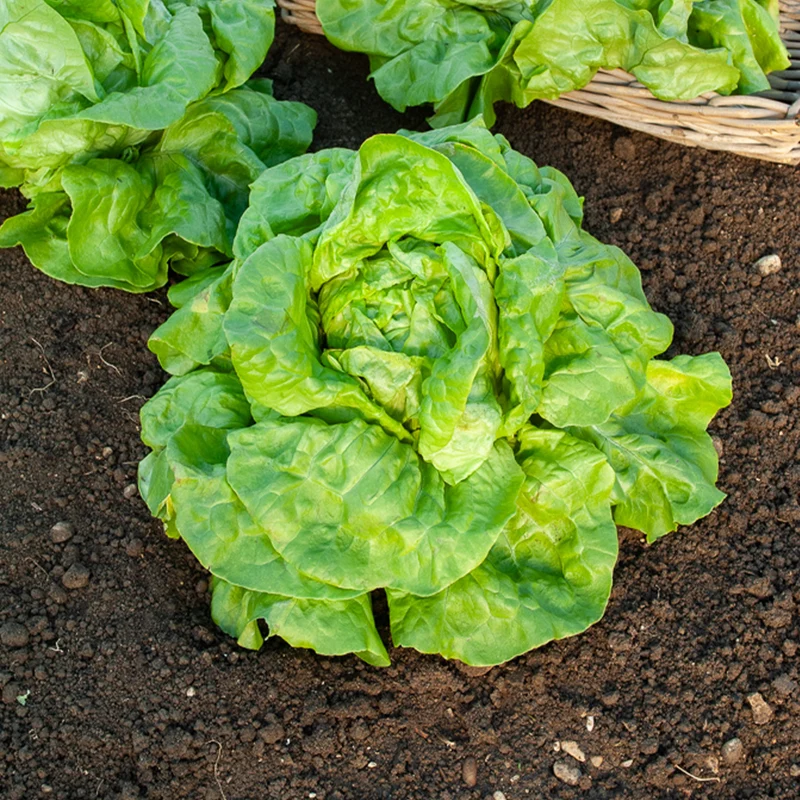 Kopfsalat Verpia
