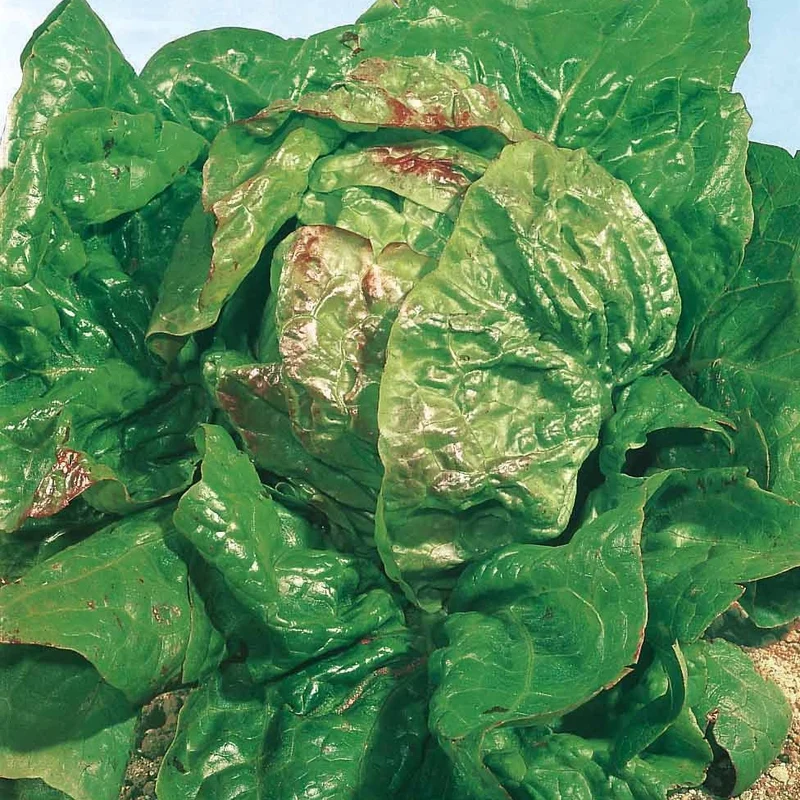 Kopfsalat Verpia