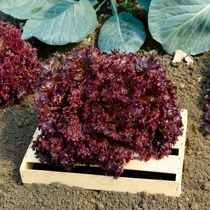 Pflücksalat ‘Lollo Rossa’