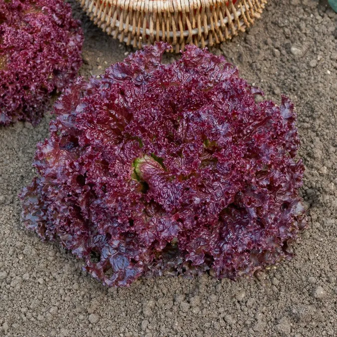 Pflücksalat ‘Lollo Rossa’