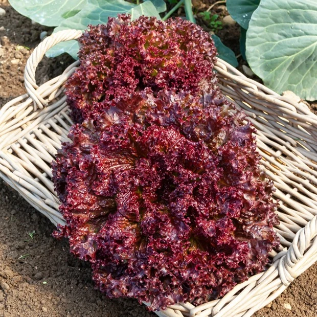 Pflücksalat ‘Lollo Rossa’