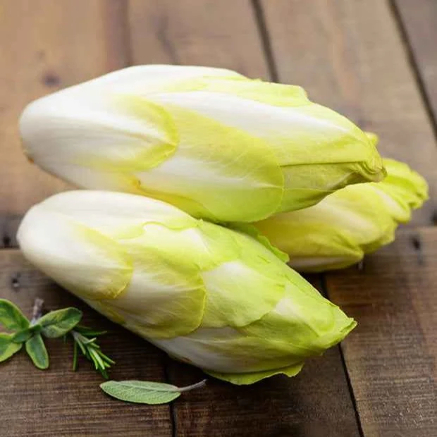 Chicorée ‘Witloof Normale’