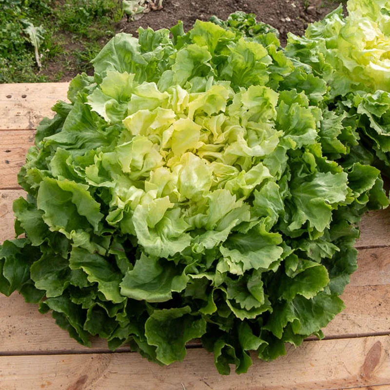 Endiviensalat ‘Grosse bouclee’