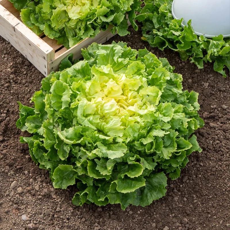 Endiviensalat ‘Grosse bouclee’