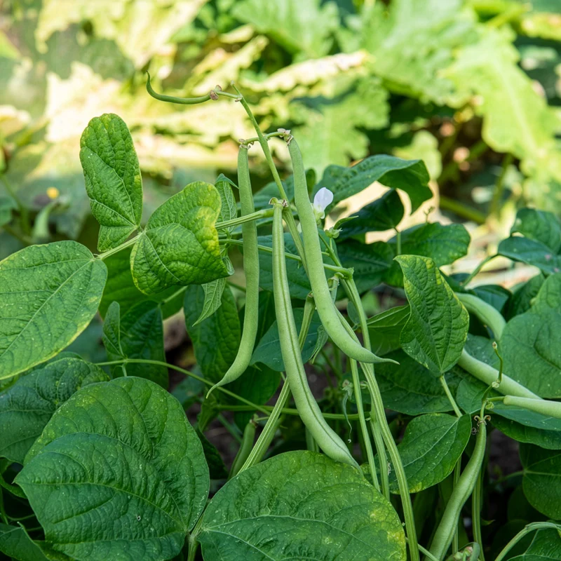 Buschbohne 'Maxi'