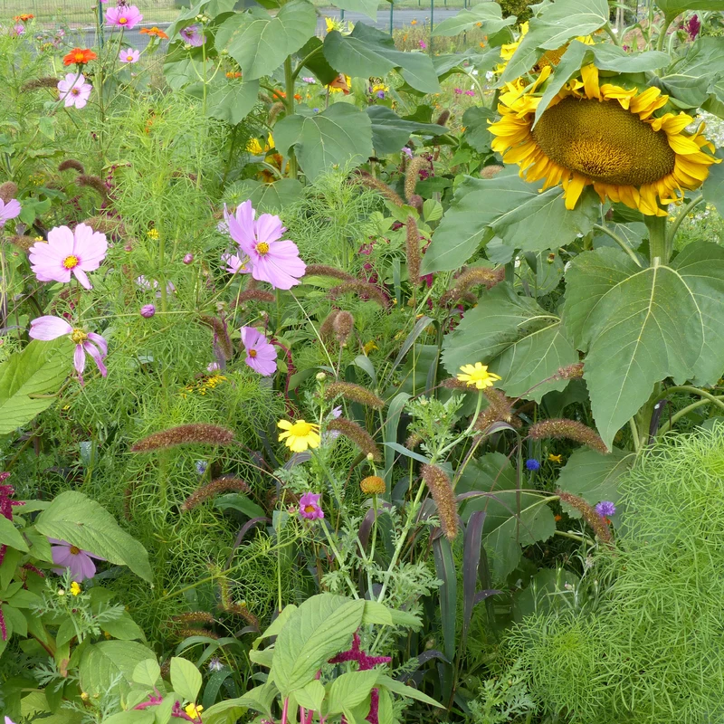 Blumenmischung für Vögel