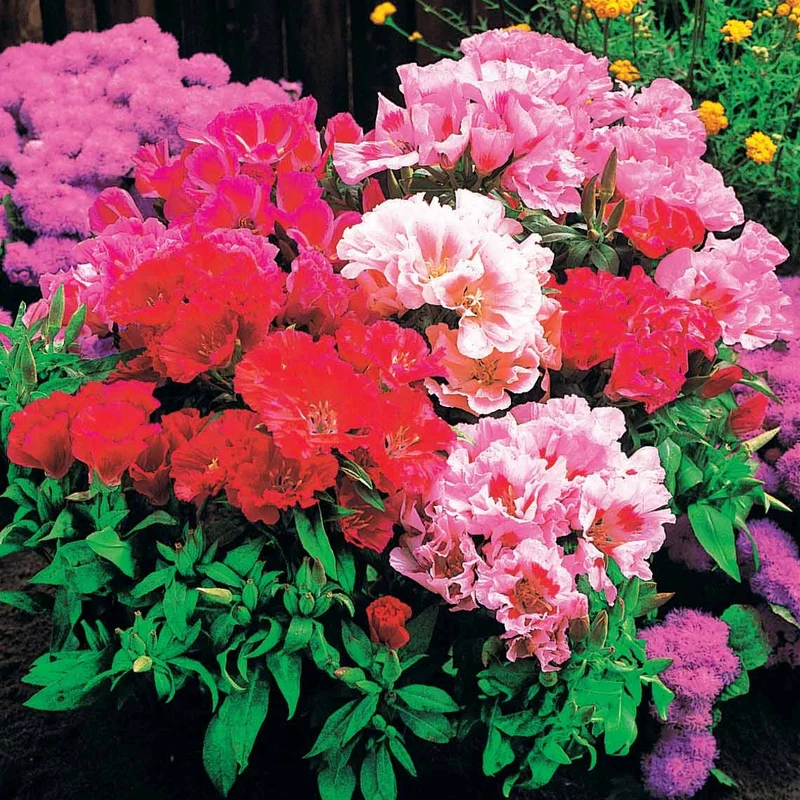 Sommerazaleen Mischung - Clarkia