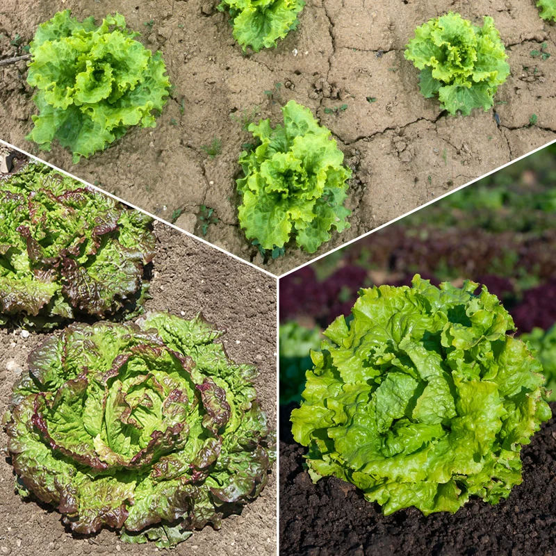 Batavia-Salat-Kollektion (x3)