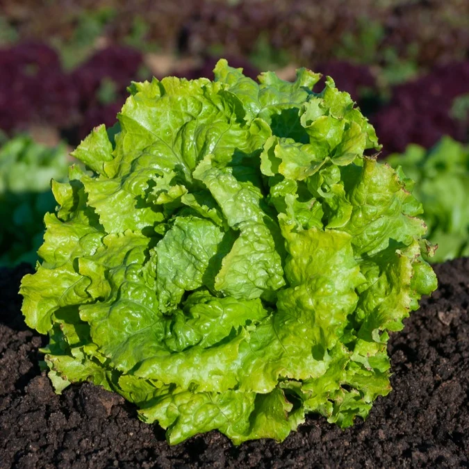 Batavia-Salat-Kollektion (x3)