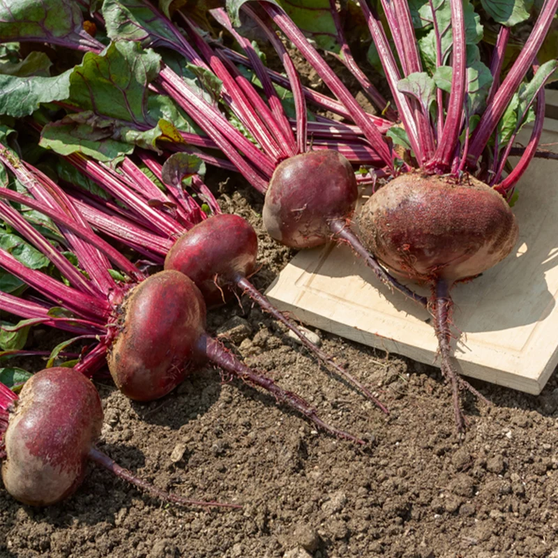 Rote-Bete-Kollektion