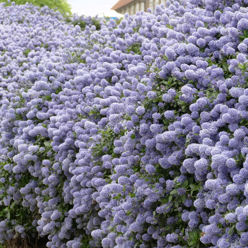 Säckelblume Victoria