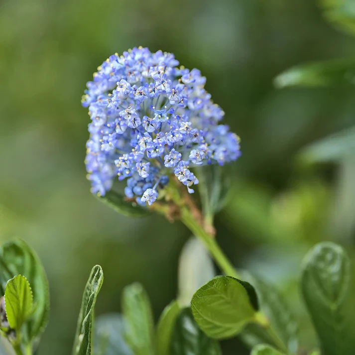 Säckelblume Victoria