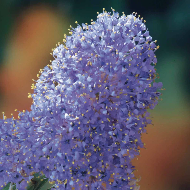 Säckelblume Victoria