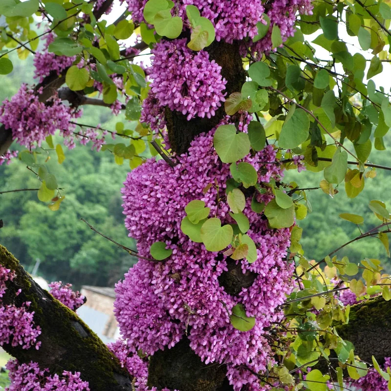 Judasbaum