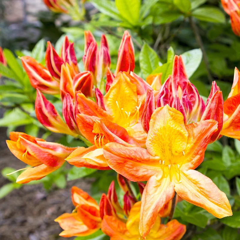 China-Azaleen Kollektion Orange/Gelb/Weiß (x3)